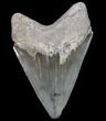 Serrated, Fossil Megalodon Tooth - Georgia #80094-2